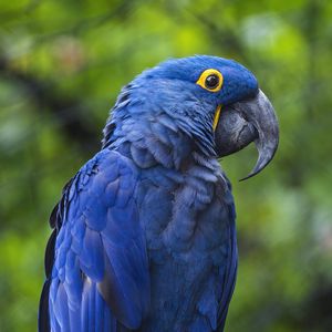 Preview wallpaper hyacinth macaw, macaw, parrot, bird, beak, blue