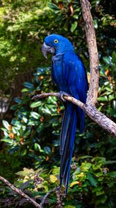 Preview wallpaper hyacinth macaw, macaw, parrot, bird, beak, blue, branch
