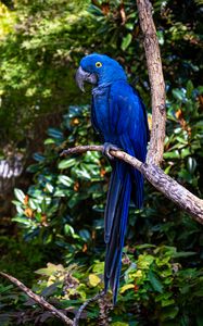 Preview wallpaper hyacinth macaw, macaw, parrot, bird, beak, blue, branch