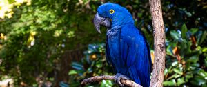 Preview wallpaper hyacinth macaw, macaw, parrot, bird, beak, blue, branch