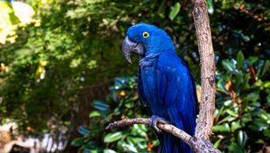 Preview wallpaper hyacinth macaw, macaw, parrot, bird, beak, blue, branch