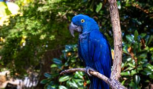 Preview wallpaper hyacinth macaw, macaw, parrot, bird, beak, blue, branch