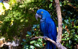 Preview wallpaper hyacinth macaw, macaw, parrot, bird, beak, blue, branch