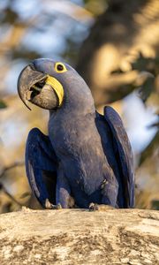 Preview wallpaper hyacinth macaw, macaw, parrot, bird, beak, blue, log