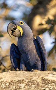 Preview wallpaper hyacinth macaw, macaw, parrot, bird, beak, blue, log