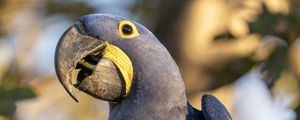 Preview wallpaper hyacinth macaw, macaw, parrot, bird, beak, blue, log