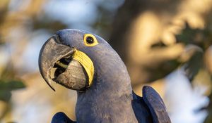 Preview wallpaper hyacinth macaw, macaw, parrot, bird, beak, blue, log