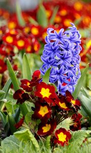 Preview wallpaper hyacinth, primrose, flowerbed, spring, close-up