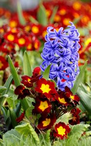 Preview wallpaper hyacinth, primrose, flowerbed, spring, close-up