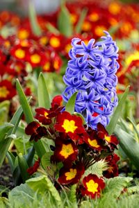 Preview wallpaper hyacinth, primrose, flowerbed, spring, close-up