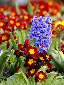 Preview wallpaper hyacinth, primrose, flowerbed, spring, close-up