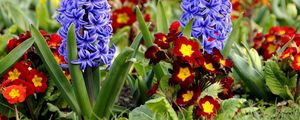 Preview wallpaper hyacinth, primrose, flowerbed, spring, close-up