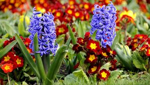 Preview wallpaper hyacinth, primrose, flowerbed, spring, close-up