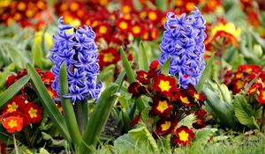 Preview wallpaper hyacinth, primrose, flowerbed, spring, close-up