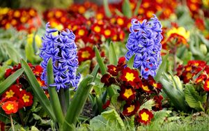 Preview wallpaper hyacinth, primrose, flowerbed, spring, close-up