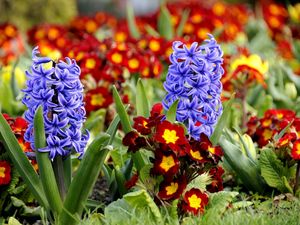 Preview wallpaper hyacinth, primrose, flowerbed, spring, close-up