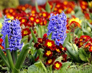 Preview wallpaper hyacinth, primrose, flowerbed, spring, close-up