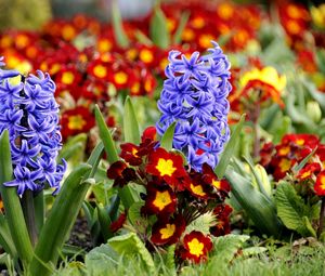 Preview wallpaper hyacinth, primrose, flowerbed, spring, close-up