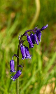 Preview wallpaper hyacinthoides, flowers, buds, blue, blur