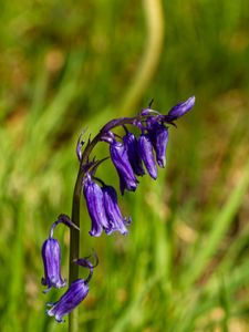 Preview wallpaper hyacinthoides, flowers, buds, blue, blur