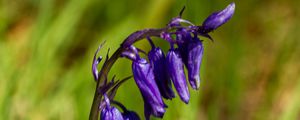 Preview wallpaper hyacinthoides, flowers, buds, blue, blur