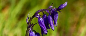 Preview wallpaper hyacinthoides, flowers, buds, blue, blur