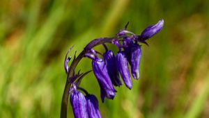 Preview wallpaper hyacinthoides, flowers, buds, blue, blur