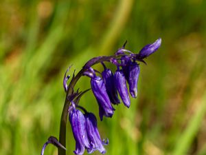 Preview wallpaper hyacinthoides, flowers, buds, blue, blur