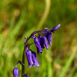 Preview wallpaper hyacinthoides, flowers, buds, blue, blur