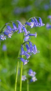 Preview wallpaper hyacinthoides, flowers, buds, purple