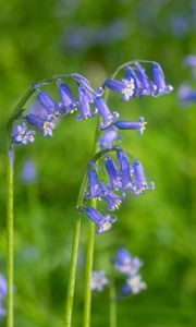 Preview wallpaper hyacinthoides, flowers, buds, purple