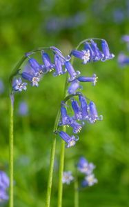 Preview wallpaper hyacinthoides, flowers, buds, purple