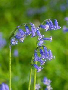 Preview wallpaper hyacinthoides, flowers, buds, purple