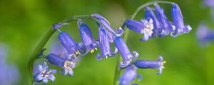 Preview wallpaper hyacinthoides, flowers, buds, purple