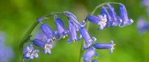 Preview wallpaper hyacinthoides, flowers, buds, purple