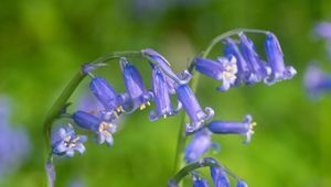 Preview wallpaper hyacinthoides, flowers, buds, purple