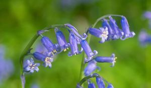 Preview wallpaper hyacinthoides, flowers, buds, purple