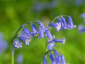 Preview wallpaper hyacinthoides, flowers, buds, purple