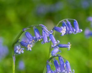 Preview wallpaper hyacinthoides, flowers, buds, purple