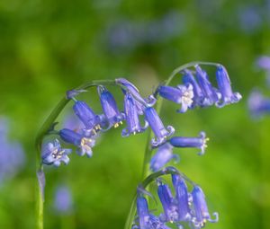 Preview wallpaper hyacinthoides, flowers, buds, purple