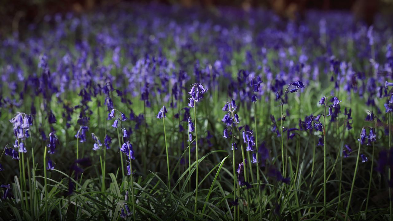 Wallpaper hyacinthoides, flowers, field, blue, nature