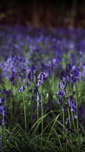 Preview wallpaper hyacinthoides, flowers, field, blue, nature