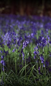 Preview wallpaper hyacinthoides, flowers, field, blue, nature