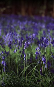 Preview wallpaper hyacinthoides, flowers, field, blue, nature