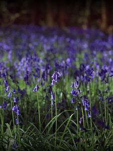 Preview wallpaper hyacinthoides, flowers, field, blue, nature