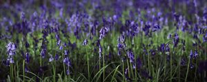 Preview wallpaper hyacinthoides, flowers, field, blue, nature