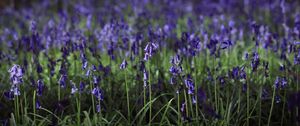 Preview wallpaper hyacinthoides, flowers, field, blue, nature