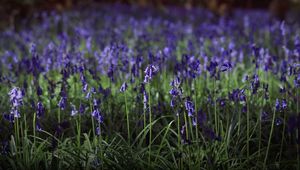 Preview wallpaper hyacinthoides, flowers, field, blue, nature