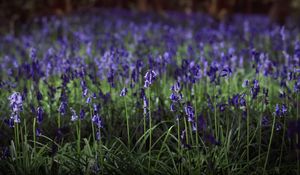 Preview wallpaper hyacinthoides, flowers, field, blue, nature