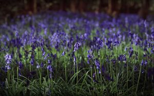 Preview wallpaper hyacinthoides, flowers, field, blue, nature